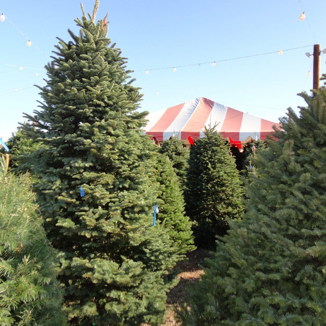 Noble Fir Christmas Tree
